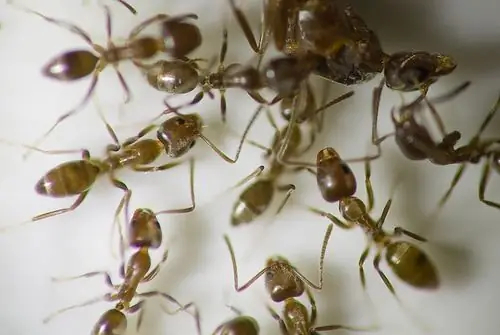 Qarışqa Genomu Hardy Pest-in Sağ Qalma Sirlərini Açır