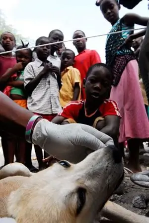 Odzyskiwanie Haiti: Spojrzenie Od środka Na Wysiłki Na Rzecz Pomocy Zwierzętom Na Wyspie, Po Trzęsieniu Ziemi