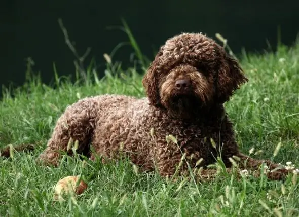 Giống Chó Lagotto Romagnolo Ít Gây Dị ứng, Sức Khỏe Và Tuổi Thọ