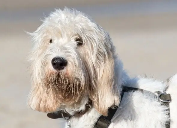 Grand Basset Griffon Vendéen Honderas Allergene, Gesondheid En Lewensduur