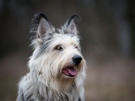 Berger Picard Hundeavl Allergivenlig, Sundhed Og Levetid