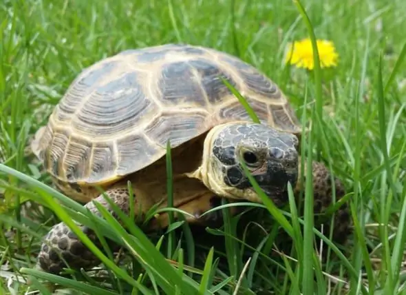 Ресейлік тасбақа - Agrionemys Horsfieldii тұқымы гипоаллергенді, денсаулығы мен өмірінің ұзақтығы