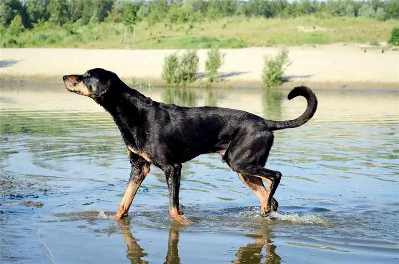 Race De Chien De Chasse De Transylvanie Hypoallergénique, Santé Et Durée De Vie