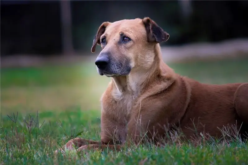 Chinook Köpek Irkı Hipoalerjenik, Sağlık Ve Ömrü