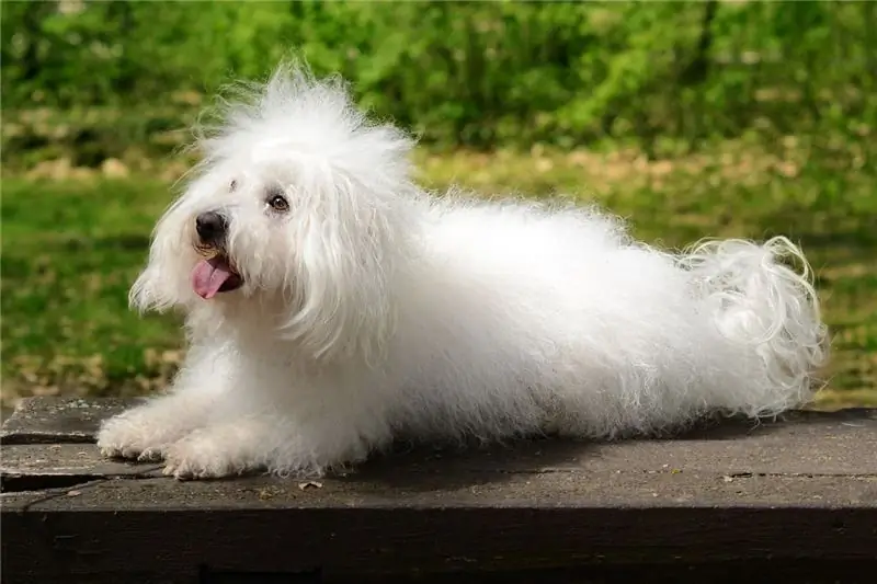 Race De Chien Bolognais Race De Chien Hypoallergénique, Santé Et Durée De Vie