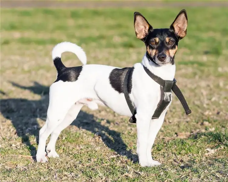 Rat Terrier Hunderace Hypoallergen, Sundhed Og Levetid