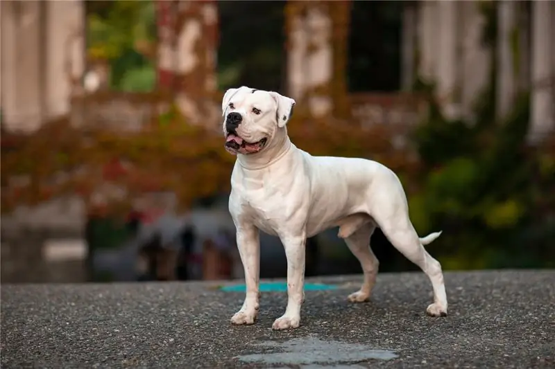 Amerikaanse Bulldog-hondras Allergene, Gesondheids- En Lewensduur