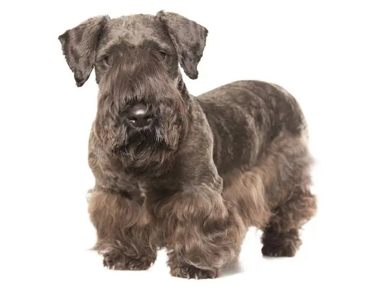 Hypoallergenic, Kesihatan Dan Jangka Hayat Cesky Terrier Dog Breed