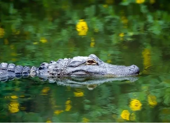 4-Fuß-Alligator Auf Der Reptile Show An 17-jährigen Jungen Verkauft