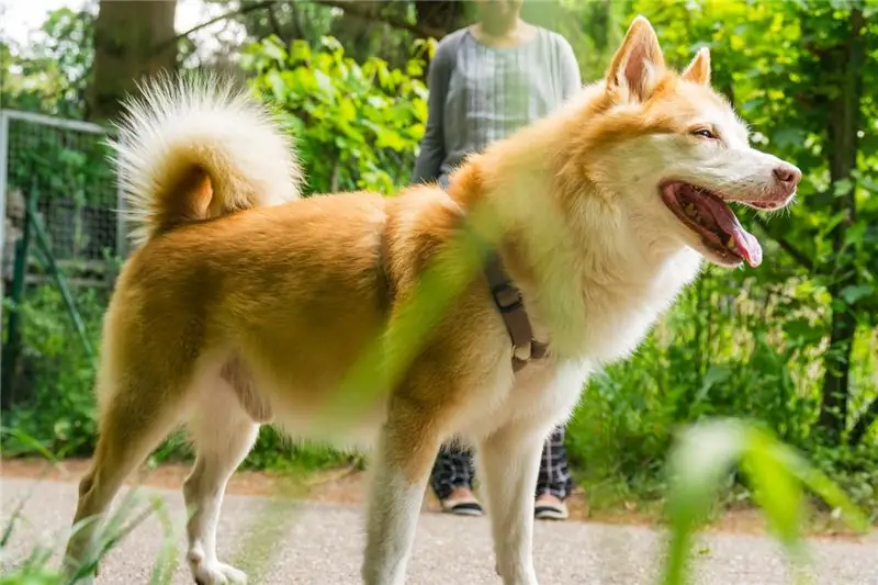 Raça De Cães Cães Pastores Islandeses Hipoalergênicos, De Saúde E De Longevidade