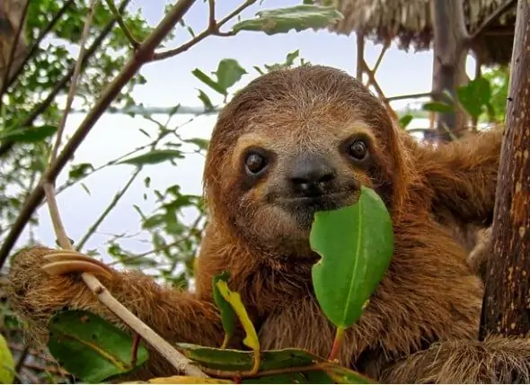 Дэлхийн байгаль хамгаалах сан (WWF) -гийн тайланд 1970 оноос он хүртэл амьтдын тоо толгой 60 хувиар буурсныг харуулав