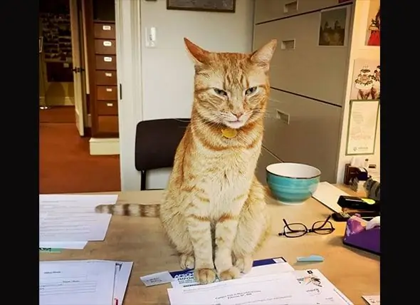 Local Cat Becomes Fixture A La Universitat De Harvard