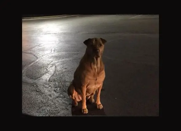 Hond Verleidt Klanten Van McDonalds Om Haar Hamburgers Te Kopen