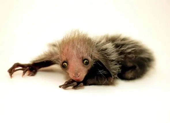 Endangered Aye-Aye Ipinanganak Sa Denver Zoo