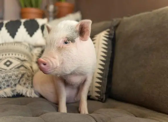 Cidades E Condados Estão Ampliando As Leis Sobre Quais Tipos De Animais De Estimação São Legais