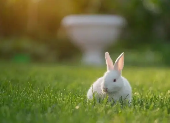 Marka Pëllumb I Unilever Fiton Akreditim Pa Mizori PETA