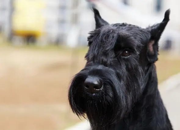 Un éleveur De Chiens Accusé De Torture Criminelle Après Avoir Coupé Illégalement Les Oreilles