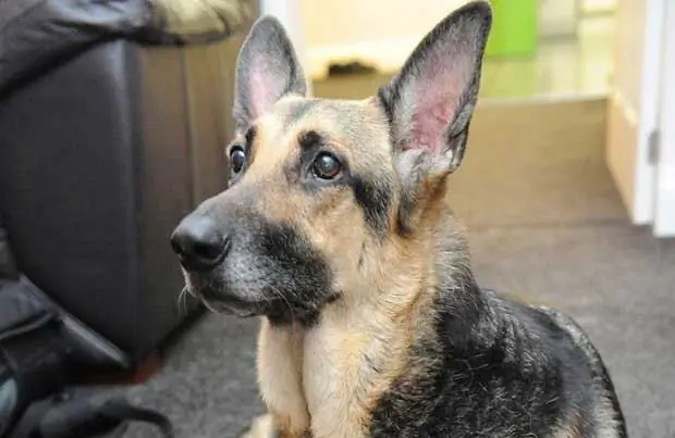 Perro Pastor Alemán Raza De Perro Hipoalergénico, Salud Y Vida útil