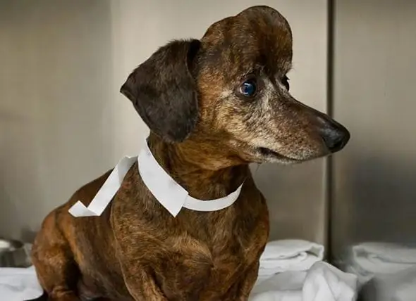 El Veterinari Utilitza Una Impressora 3D Per Reparar El Crani De Dachshund