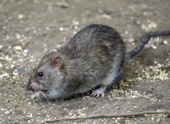 Onderzoek Toont Aan Dat Ratten In Uptown En Downtown In New York Genetisch Verschillend Zijn