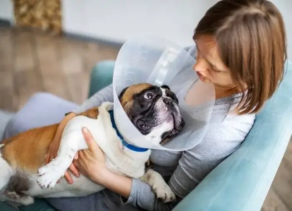 Domande Frequenti Sull'assistenza Post-operatoria Per La Chirurgia Del Cane