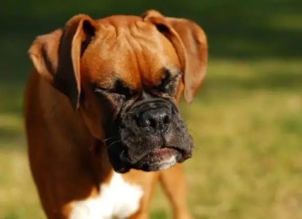 Espirros Em Cães: Isso é Normal?