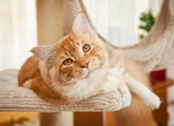 Chats Et Protéines : Les Aliments Pour Chats Riches En Protéines Sont-ils Les Meilleurs ?