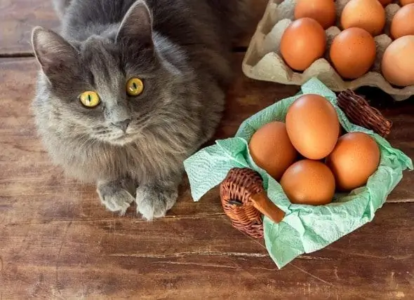 Les Chats Peuvent-ils Manger Des œufs ? Les œufs Brouillés Ou Crus Sont-ils Bons Pour Les Chats ?