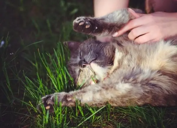 So Entfernen Sie Eine Zecke Von Einer Katze Mit Einer Pinzette Oder Einem Werkzeug Zum Entfernen Von Zecken