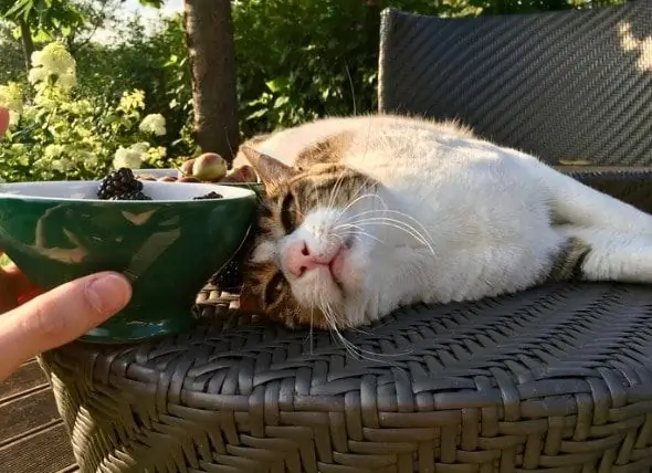 Koje Voće Mogu Jesti Mačke? Mogu Li Mačke Jesti Banane, Lubenicu, Jagode, Borovnice I Drugo Voće?