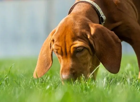 Razones Por Las Que El Perro Come Caca Y Cómo Puedes Detenerlo