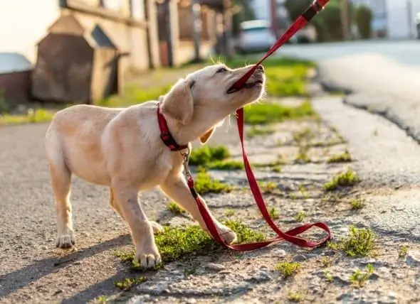 Temel Köpek Eğitimi Zaman Çizelgesi: Nasıl Ve Ne Zaman Başlamalı