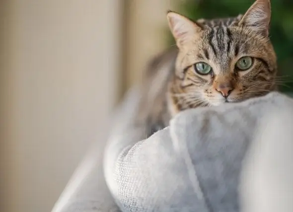 Tips Voor Het Vinden Van Kattenvoer Voor Gevoelige Maag