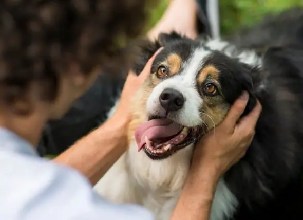 Ist Das Maul Von Hunden Sauberer Als Das Von Menschen?