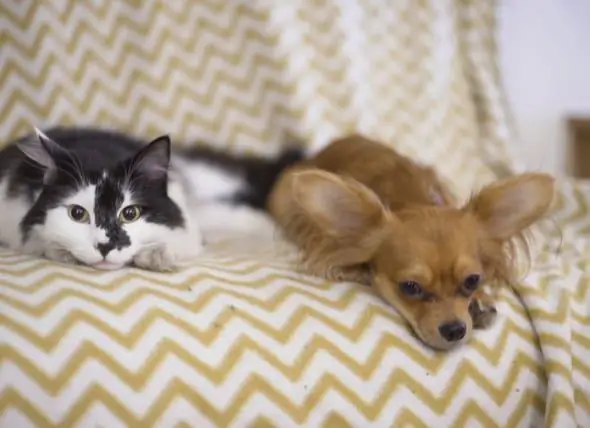 Het Eten Van Katten En Honden Is Nu Verboden In De VS