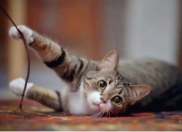 Declawing Cats ผิดกฎหมายหรือไม่?