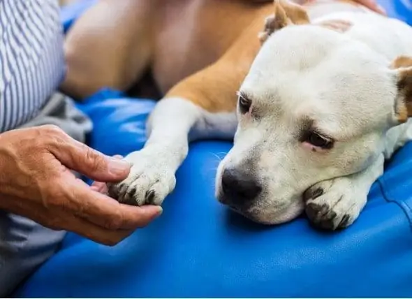 Come Fai A Sapere Quando Mettere Giù Un Animale Domestico?