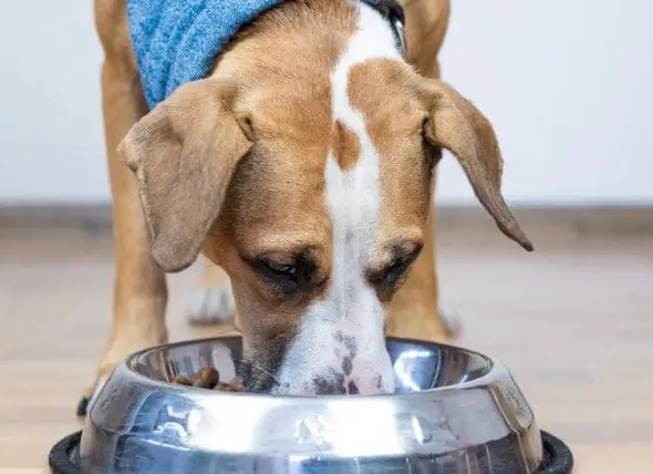 ¿Los Alimentos Para Perros Sin Cereales Están Causando Enfermedades Cardíacas?