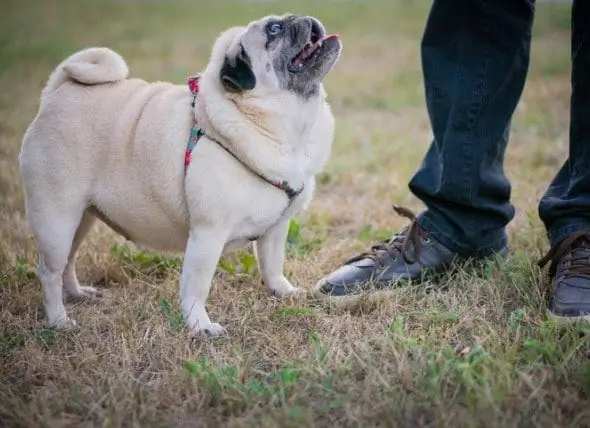 ¿Cuál Es El Mejor Tipo De Alimento Para Perros Para Bajar De Peso?