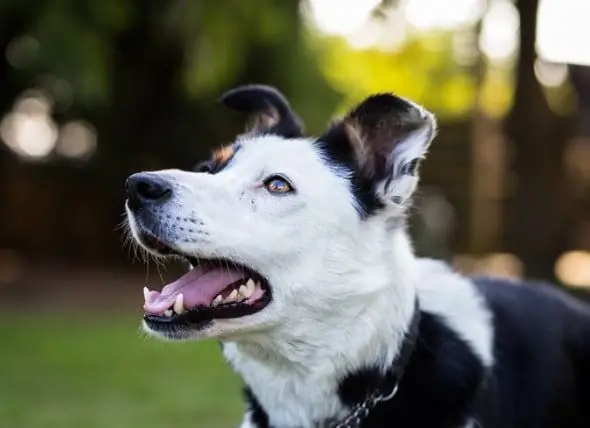 Pil Kutu Untuk Anjing: Cara Mencari Pil Kutu Dan Kutu Terbaik Untuk Anjing Anda