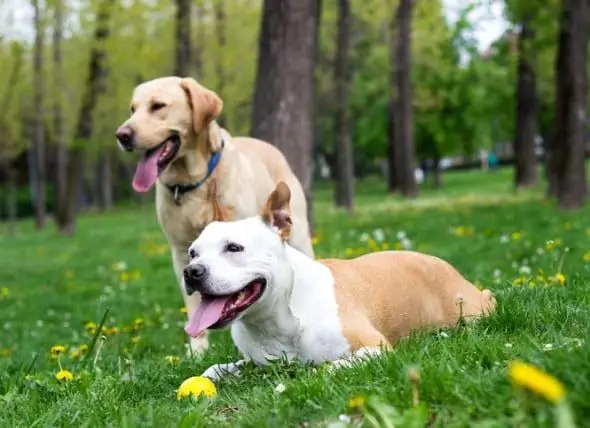 9 Måter å Stoppe Lopper Fra å Bite Hunden Din, Fra Loppesjampo Til Støvsugere