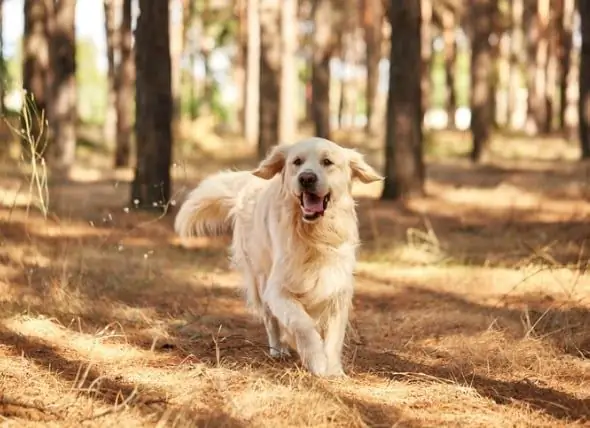 6 Zeckenkrankheiten Bei Hunden