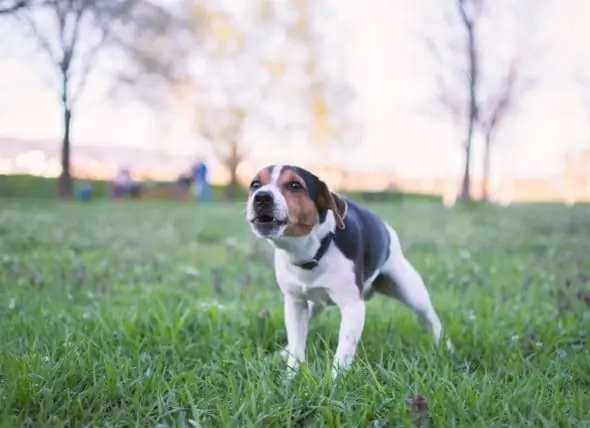 Köpeğim Neden Gaglıyor?