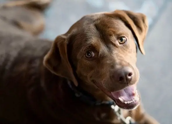 Berapa Banyak Kepribadian Anjing Yang Berasal Dari Pemiliknya?