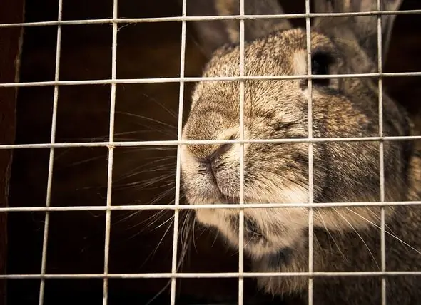 Legislatura Estadual Da Califórnia Aprova Projeto De Lei Que Proíbe A Venda De Cosméticos Testados Em Animais