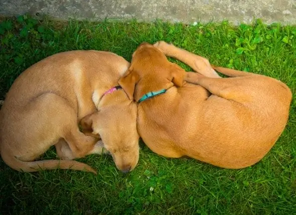 Bisakah Anjing Berempati Dengan Emosi Anjing Lain?