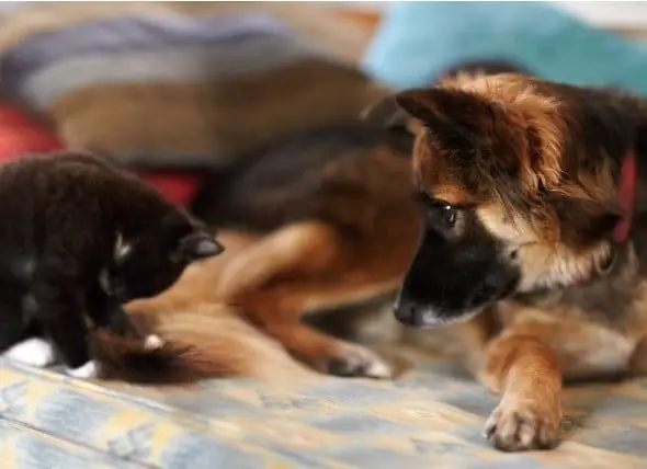 Kann Ein Hund Gegen Katzen Allergisch Sein?