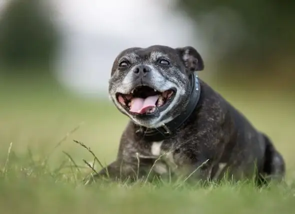 5 Mythen über ältere Hunde