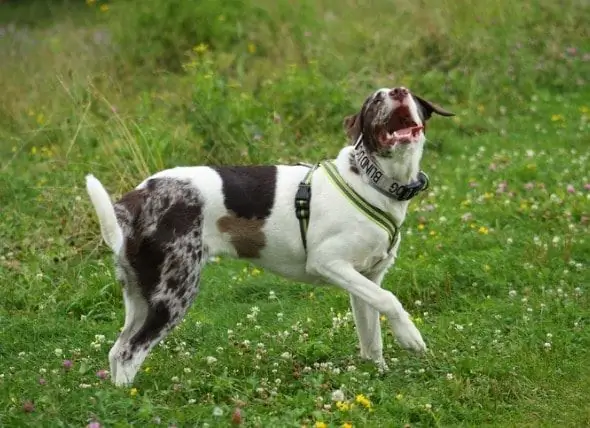 Hva Du Kan Forvente Når Du Adopterer En Blind Hund