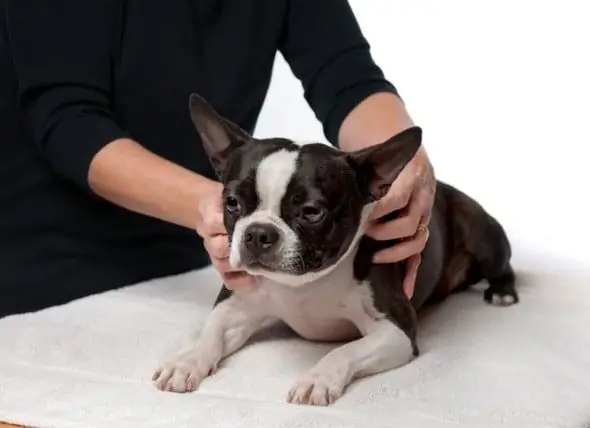 4 Einfache Massage-Therapietechniken Für Hunde